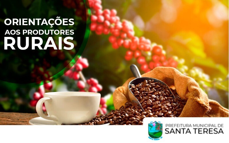 A colheita do café já começou